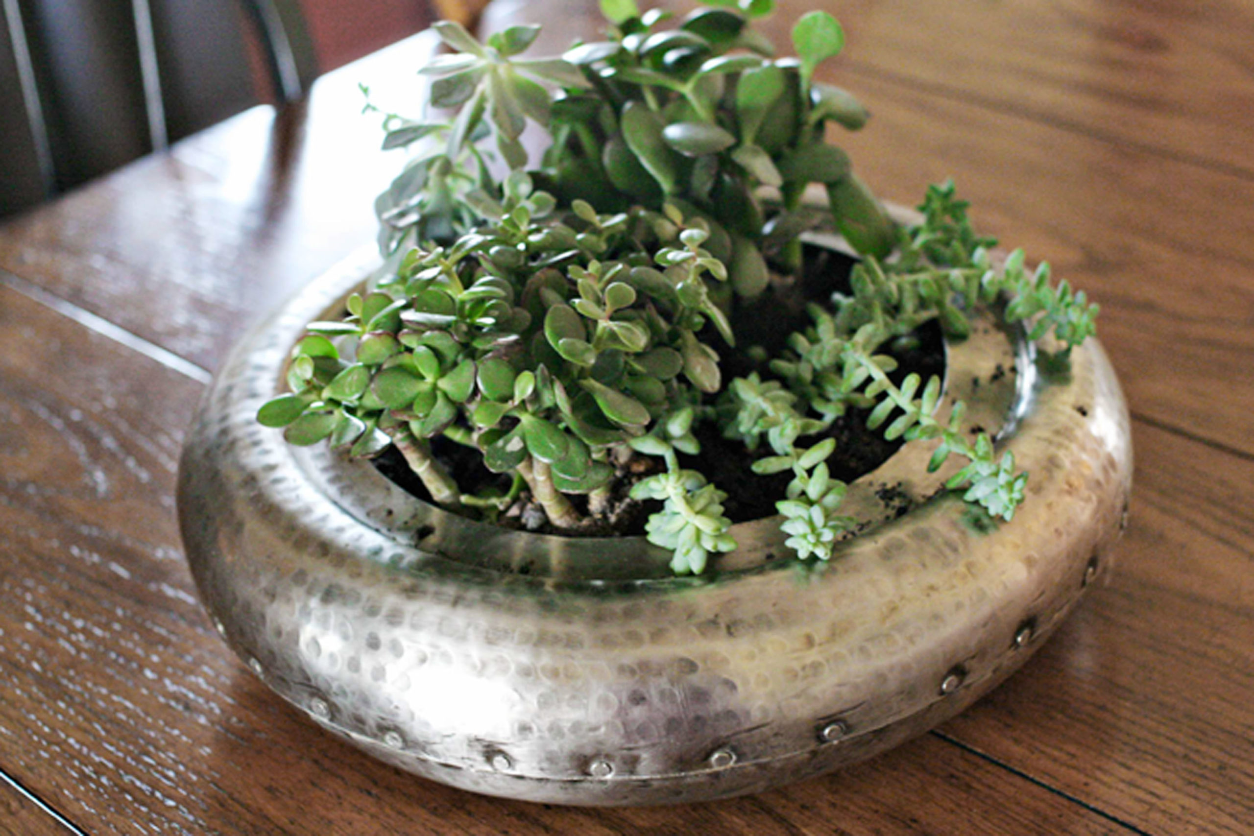 indoor succulent garden