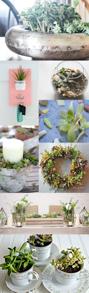 8 Succulent Projects // Kick Off Friday - Inspiration and Projects for the Weekend
