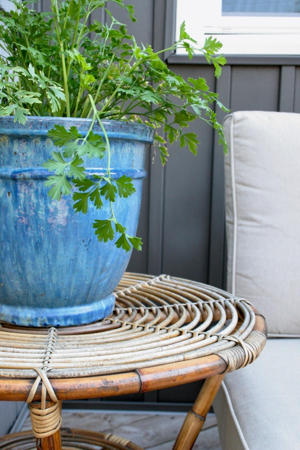 Panneau Gris Foncé et Revêtement en lattes (Revêtement Vertical) derrière une Jardinière Bleue avec du Persil