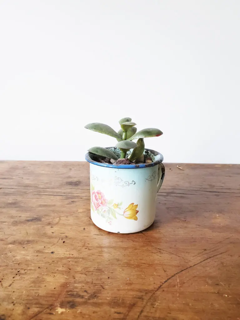 Use a Tin Cup as a Vintage Planter for an Indoor Plant