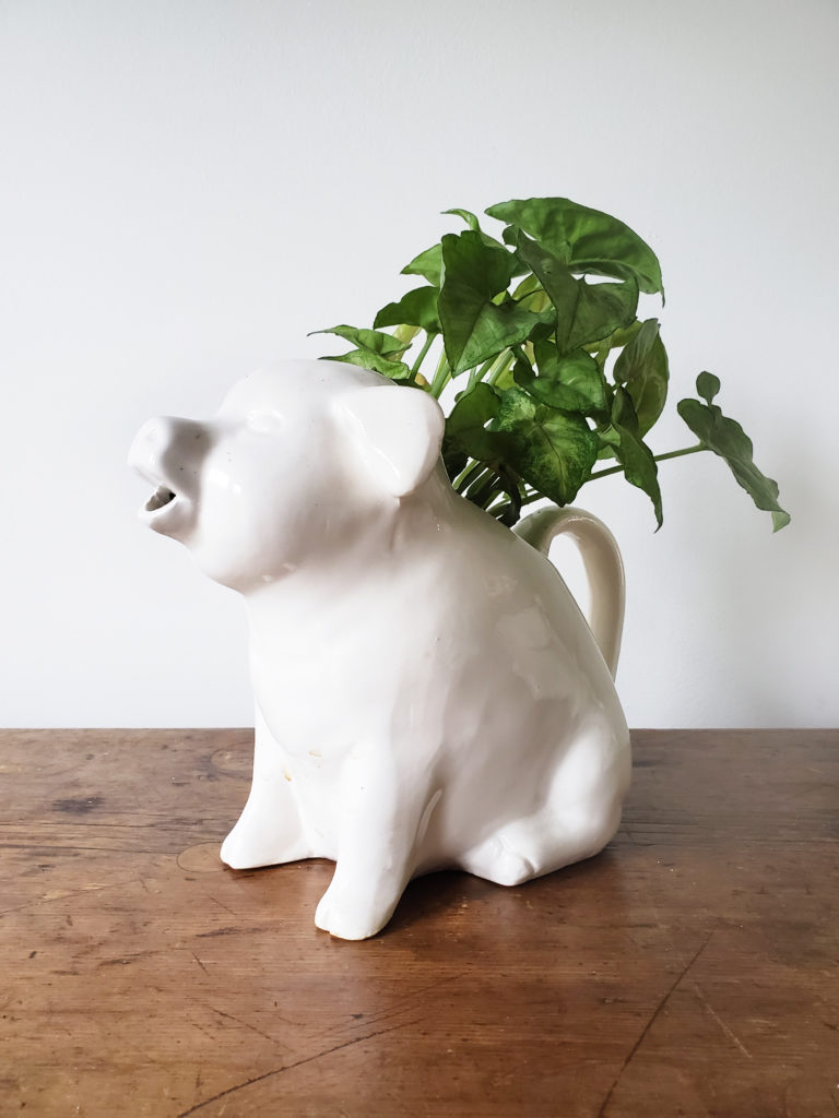Use a Ceramic Pitcher as a Vintage Planter for an Indoor Plant