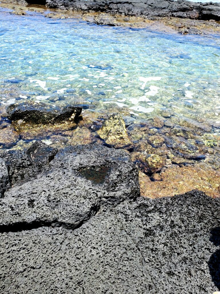 Sea Turtle among lava rock at Hale Halawai Park in Kailua Kona.