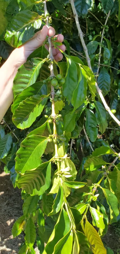 Coffee beans on coffee trees at Ka'u Coffee Mill, located on the Kona Coast