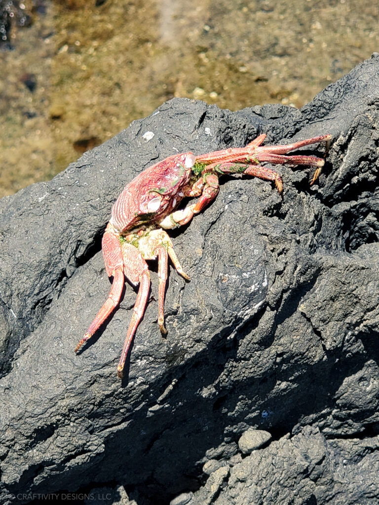 Crab on Lava Rock Keanae Peninsula in Maui, Road to Hana