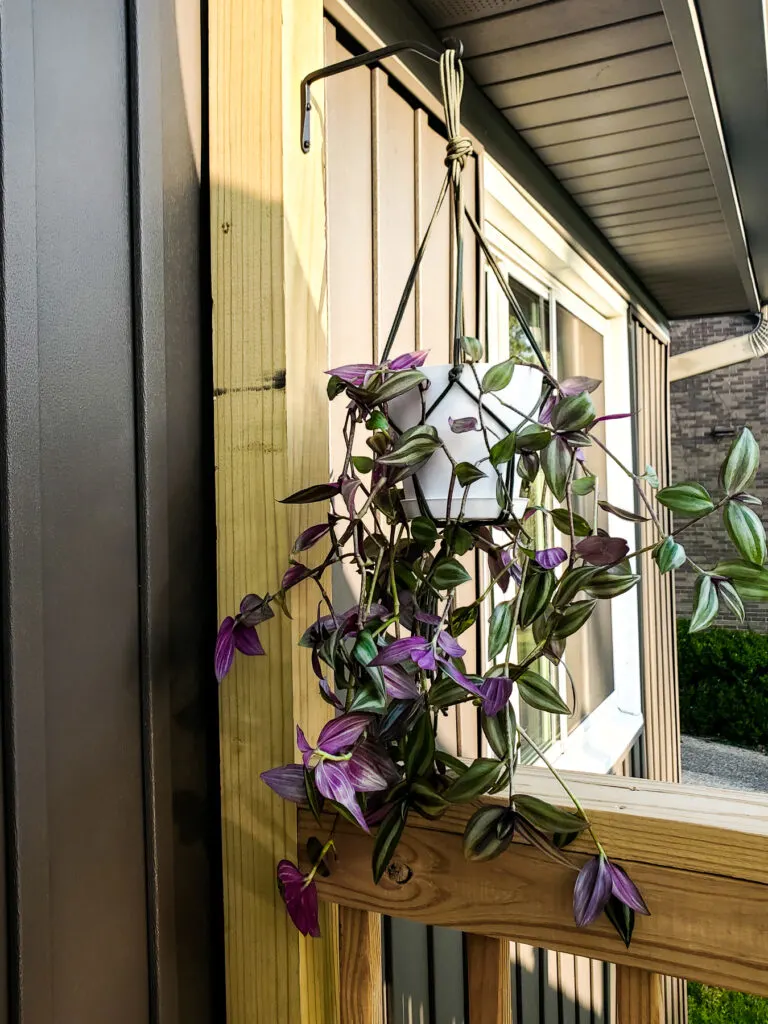 easy macrame plant hanger diy for outdoors using paracord