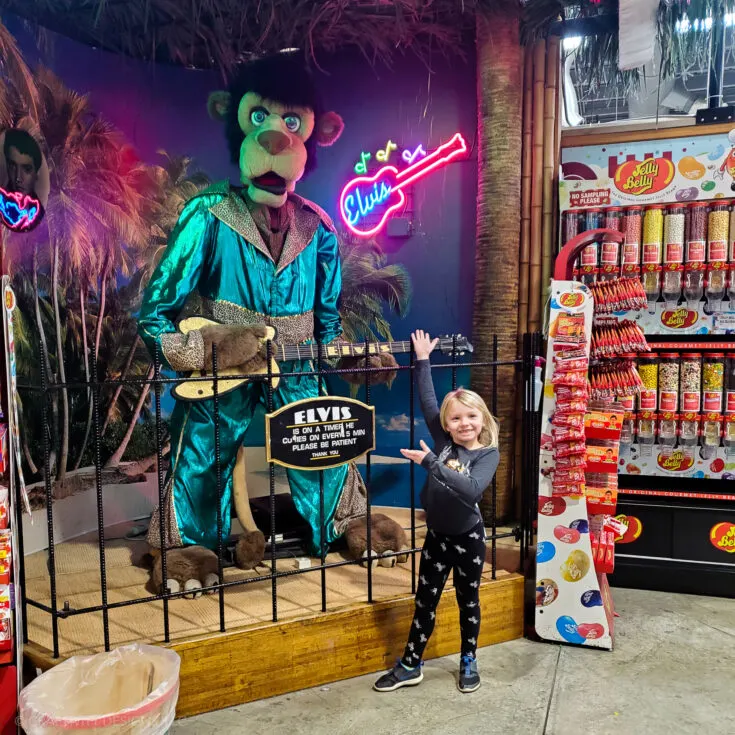 jungle jims international market elvis animatronic
