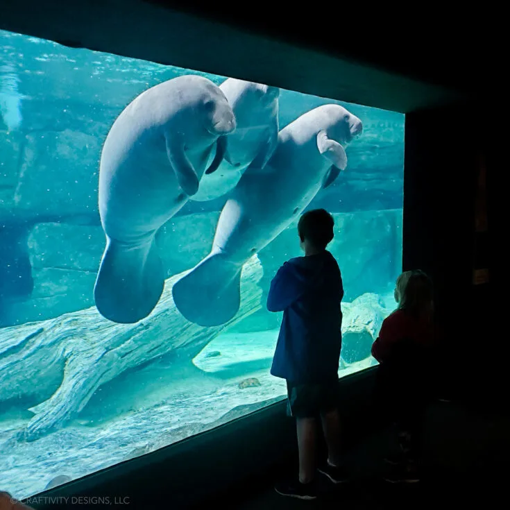 cincinnati zoo manatees