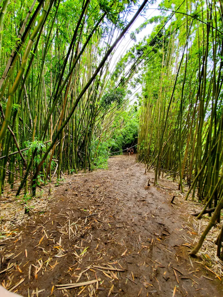 Bamboo Forest hike to Na'ili'ili-haele Falls in Maui on Road to Hana from first trip to Hawaii
